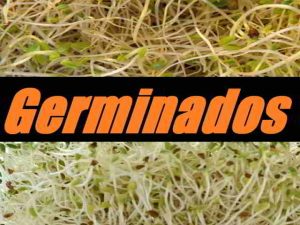 qué son y cómo se hacen los germinados