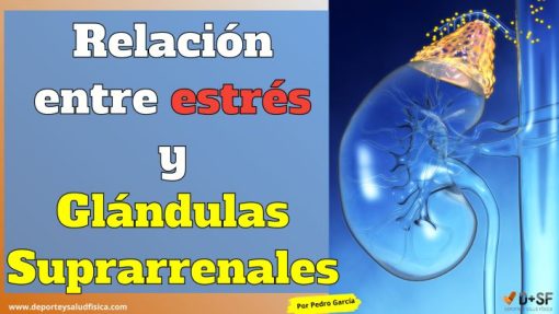 Adrenales, estrés y cortisol